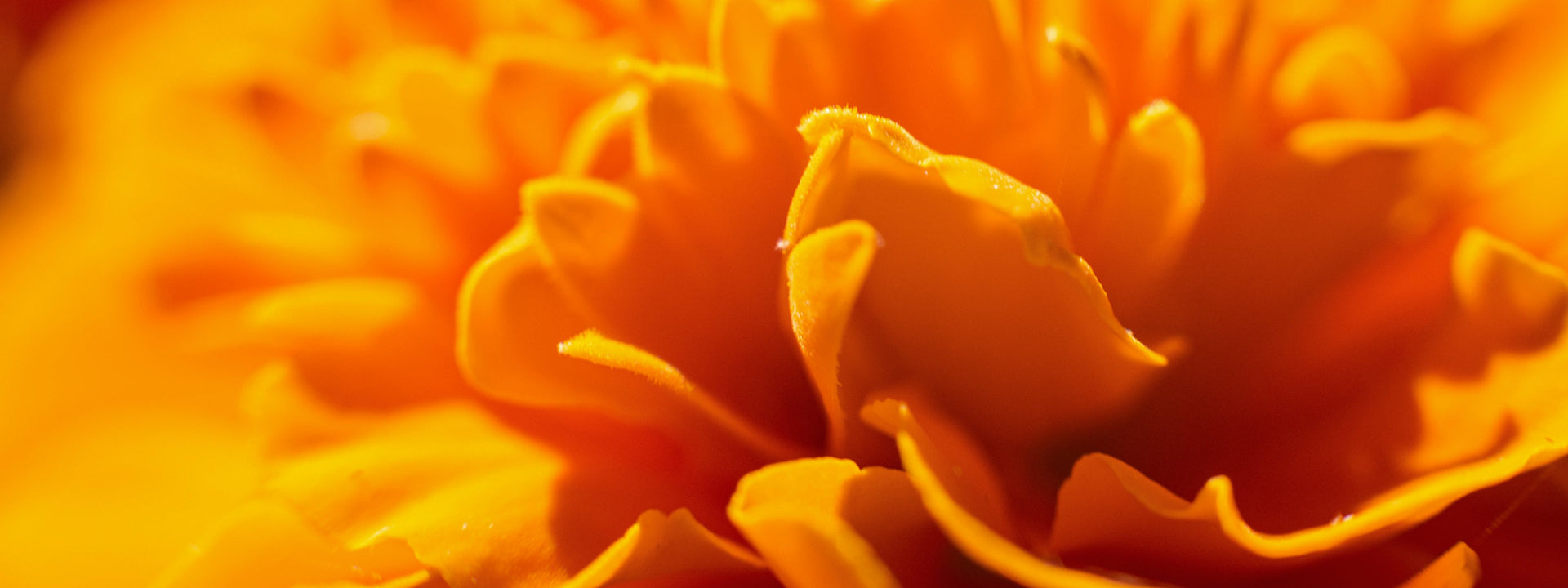 Zeaxanthin Side Effects - Are There Any?