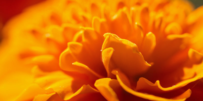 Zeaxanthin Side Effects - Are There Any?