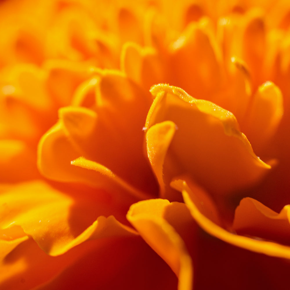 Close-up of a bright orange marigold flower